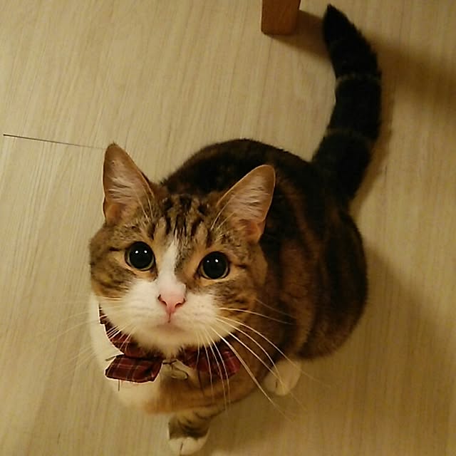 soratotetoさんの実例写真