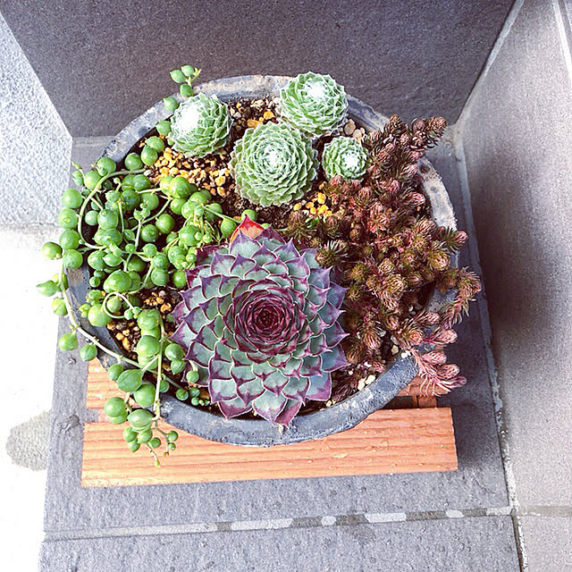 多肉植物/玄関/入り口のインテリア実例 - 2021-01-05 13:04:21
