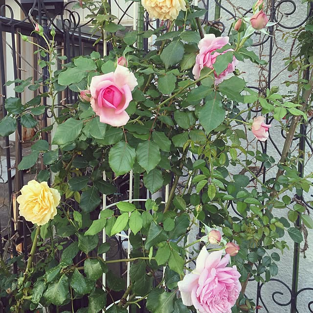 greenroseさんの実例写真