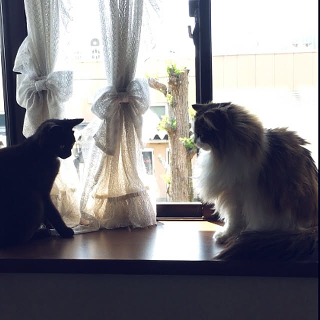 uraraさんの実例写真