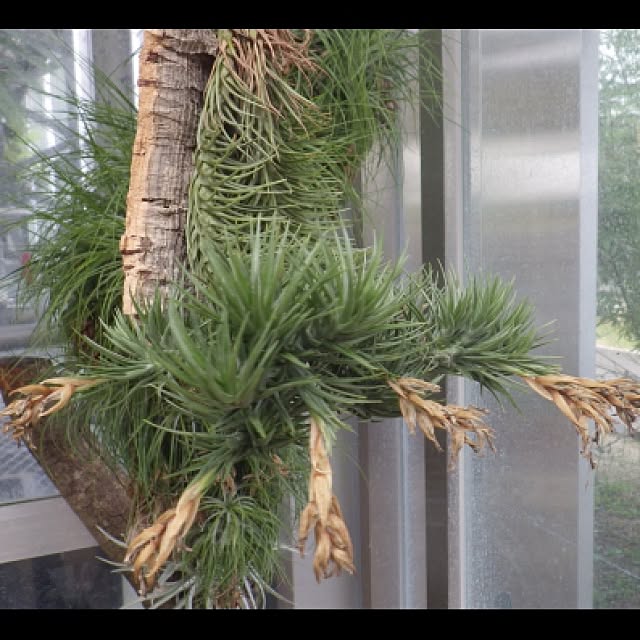 Plantexhibitionhallさんの実例写真