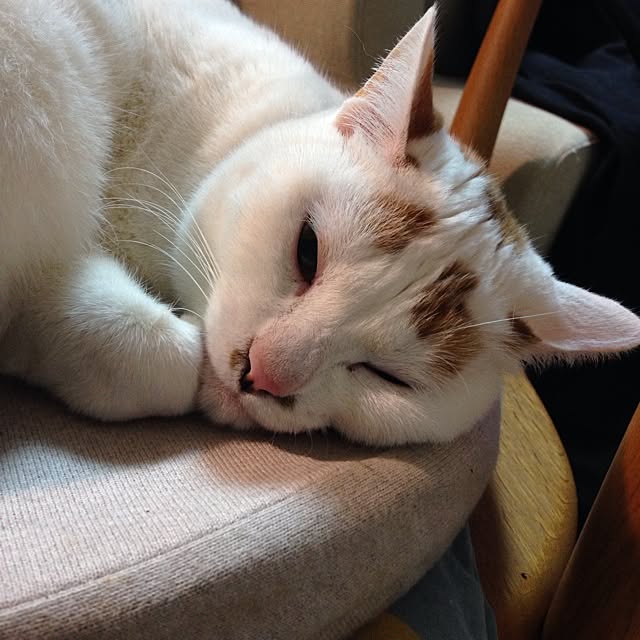 sakuraさんの実例写真