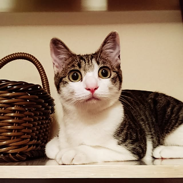kiraさんの実例写真
