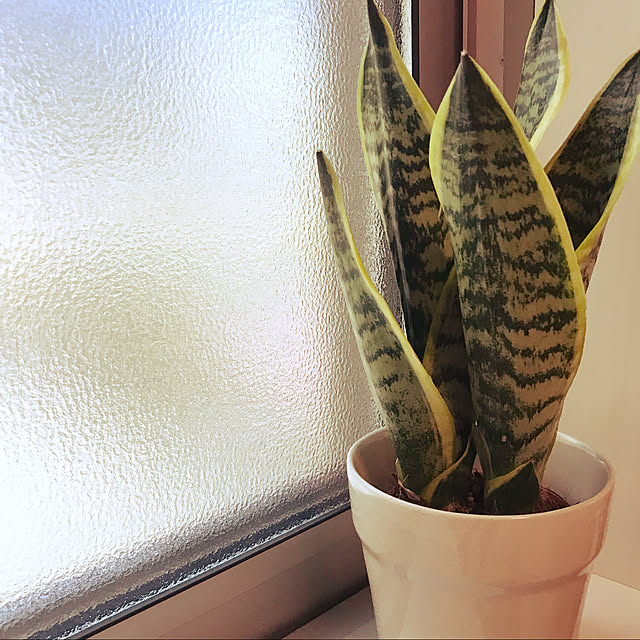 Momooさんの実例写真