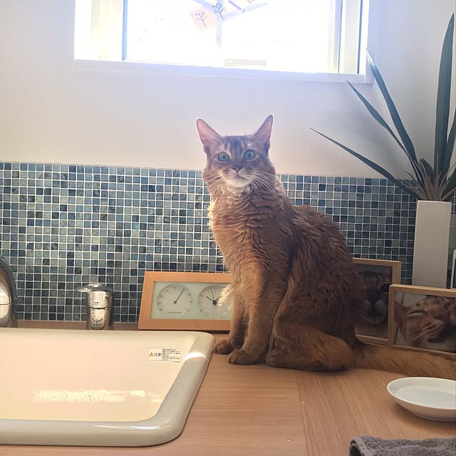 sakineko528さんの実例写真