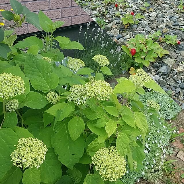 Minaharuさんの実例写真