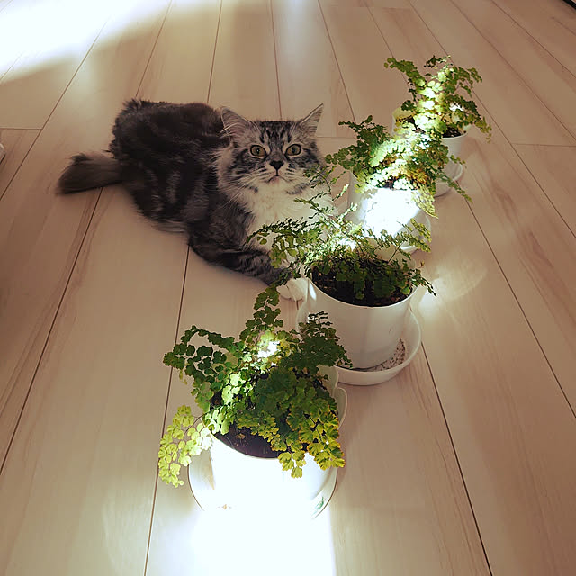 annetina374さんの実例写真