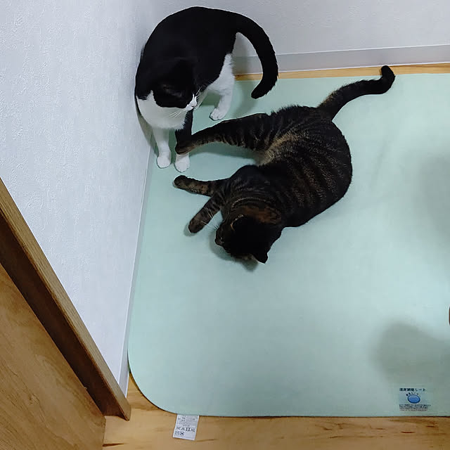 hihaさんの実例写真