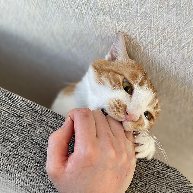 suyaさんの実例写真