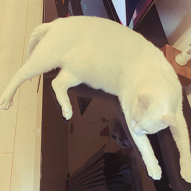 yucoさんの実例写真
