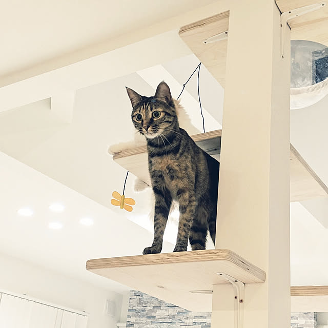 pikuさんの実例写真