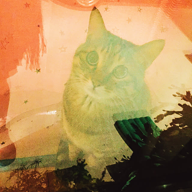 MASAさんの実例写真