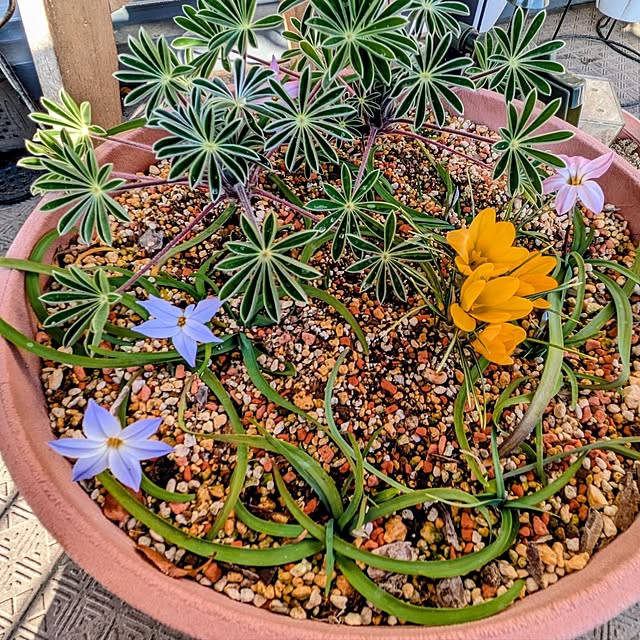 mi-saさんの部屋