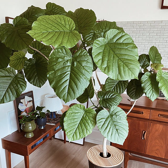 c___homeさんの部屋
