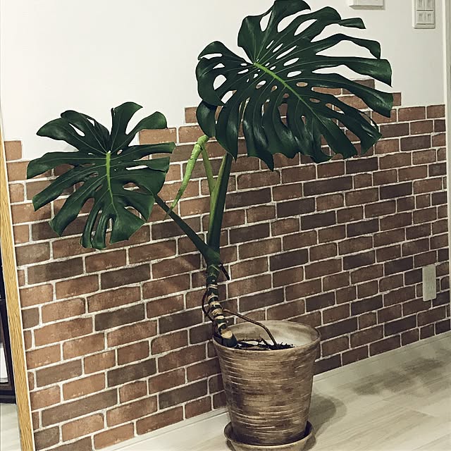 satatinさんの実例写真