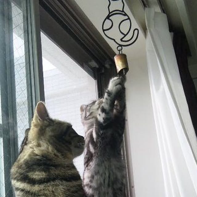 mikomaruさんの実例写真
