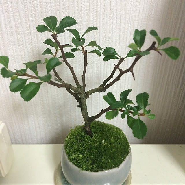 mirukuさんの実例写真