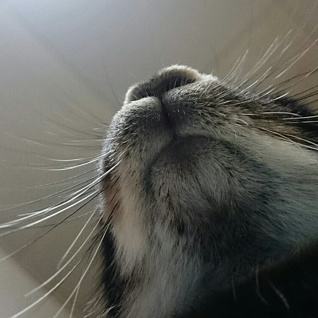 Choco.Eclairさんの実例写真
