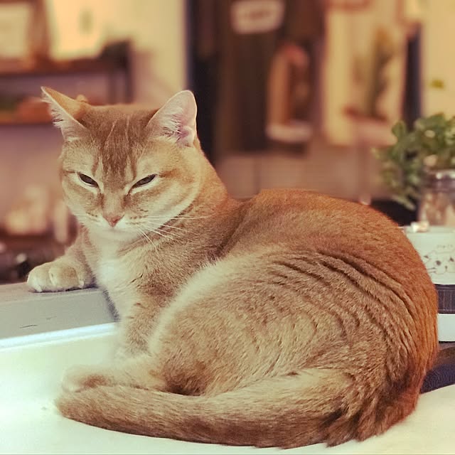 amo69xxさんの実例写真