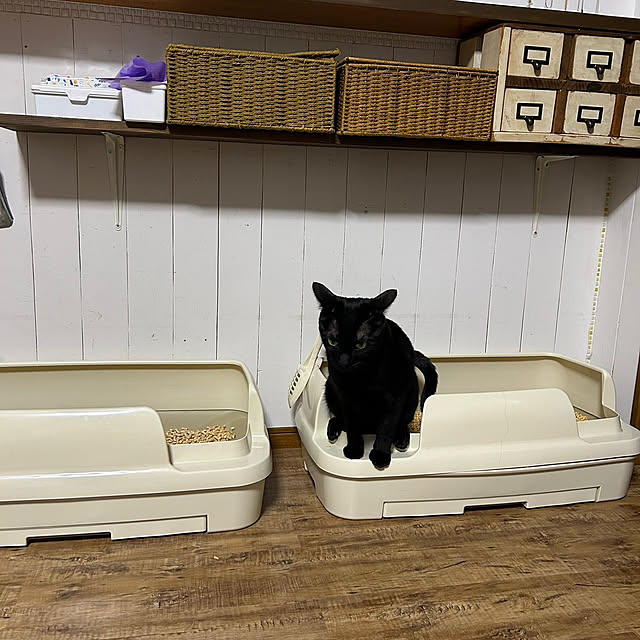 mushroompig3さんの部屋
