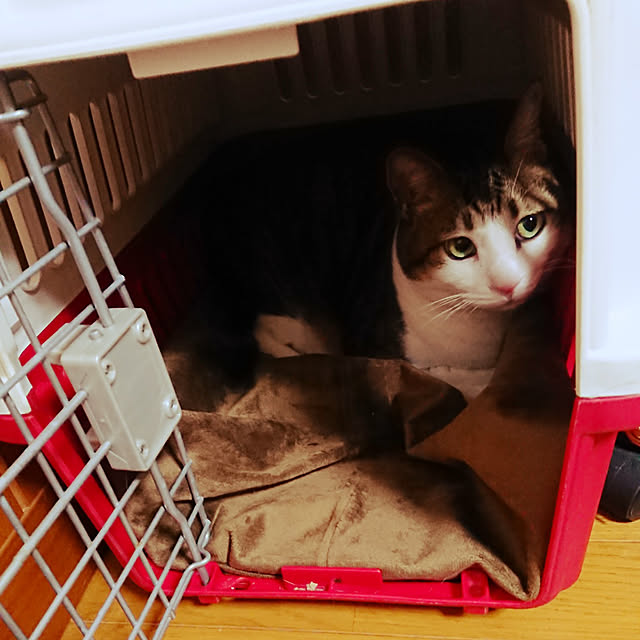 nachiさんの実例写真
