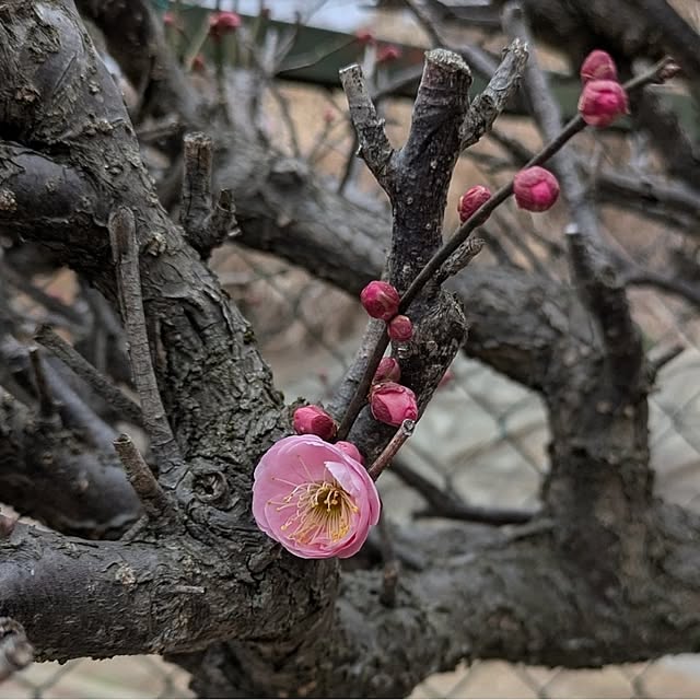 ku-garnet18さんの部屋