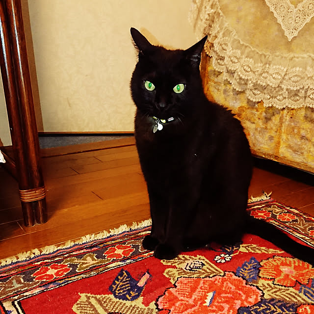 junkn6さんの実例写真