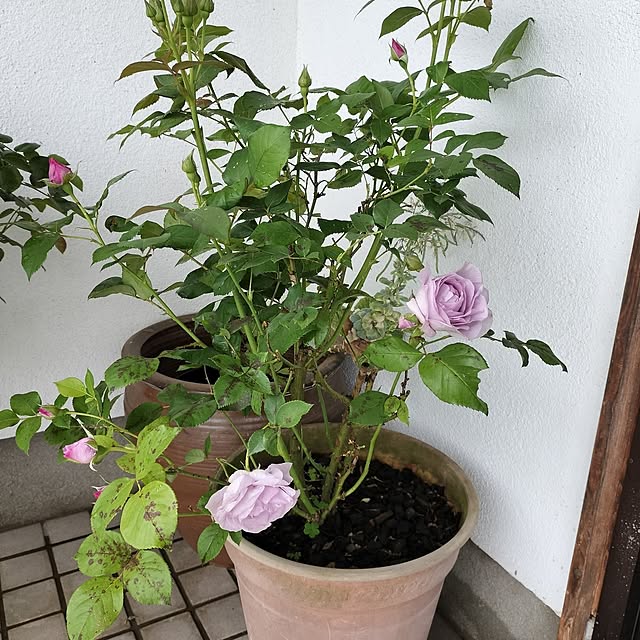 sumimarumiさんの部屋