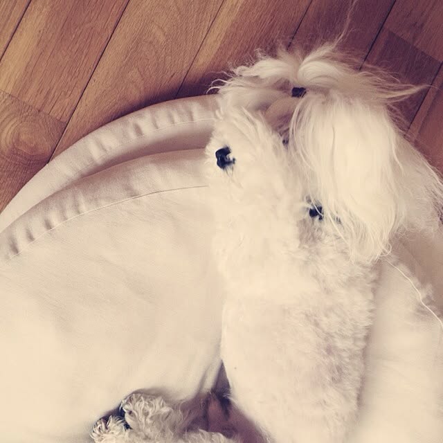 popiさんの実例写真