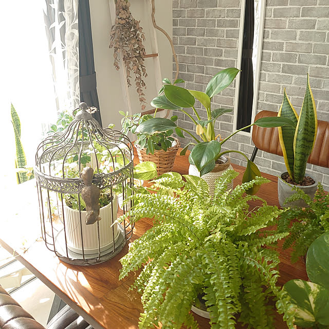 机/観葉植物/ダイニングテーブル＆チェア/小物インテリア/グリーンのある暮らし♡...などのインテリア実例 - 2022-01-08 11:50:35