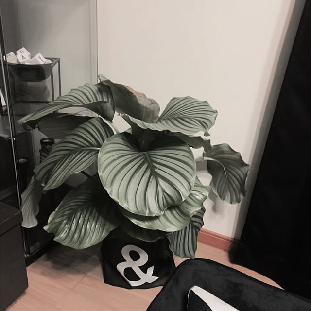 arryychuuunさんの実例写真