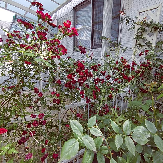 Bienvenueさんの部屋