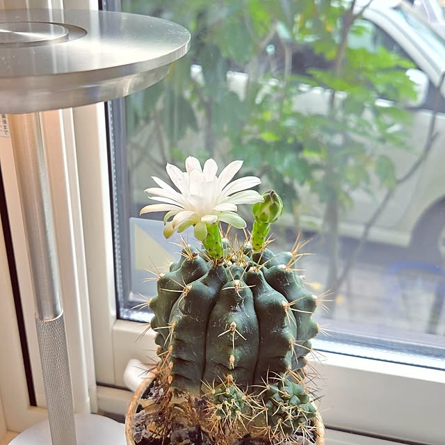 mutyukingさんの部屋