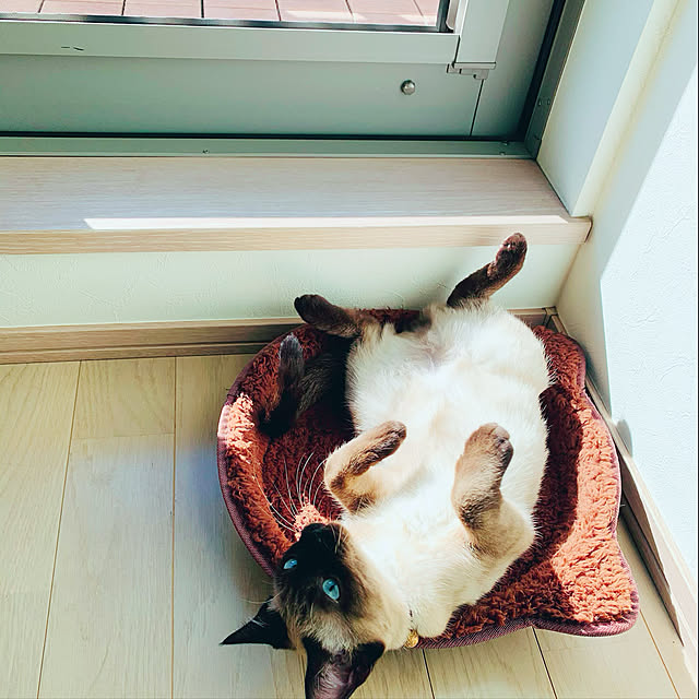 aichinさんの実例写真