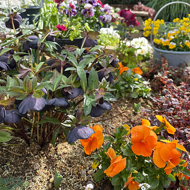 violetさんの部屋