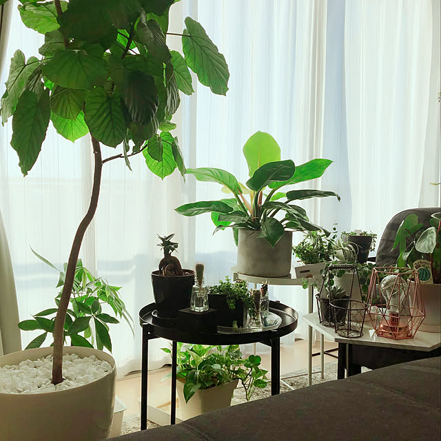 camelliaさんの実例写真