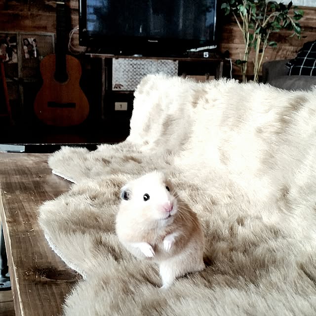 yuriyanaさんの実例写真
