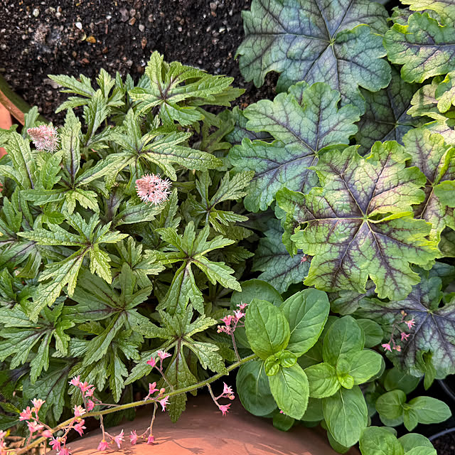 mamizaさんの部屋