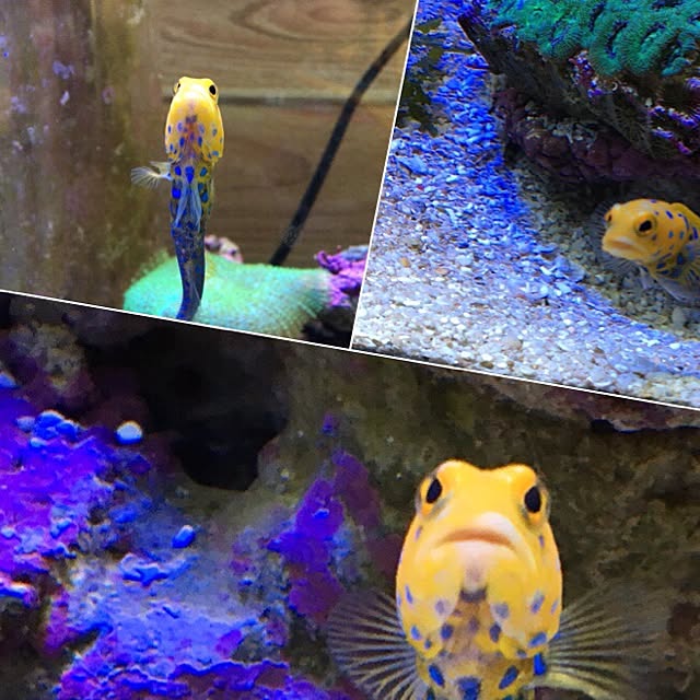 aquarium_seaさんの実例写真