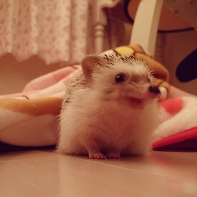 kuruさんの実例写真