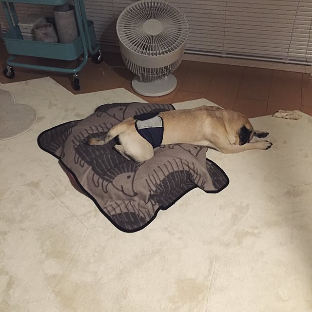 YUIさんの実例写真