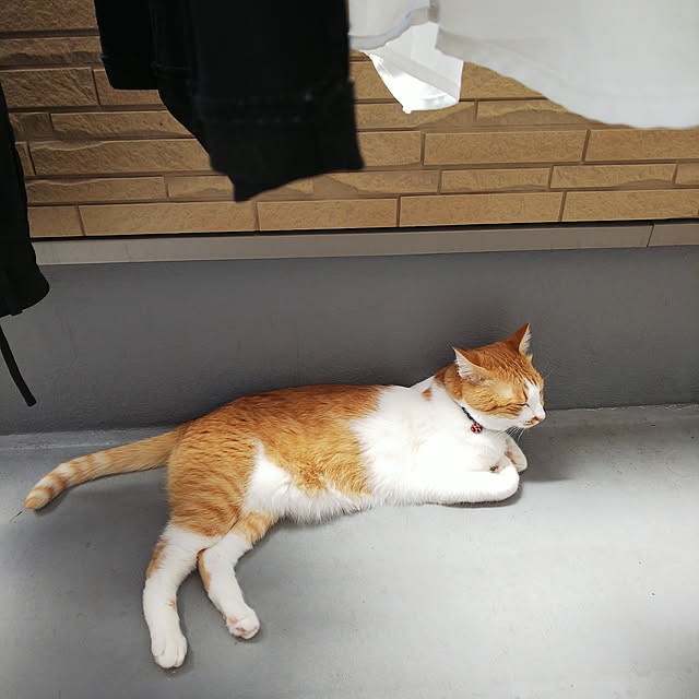 uutann320mozukuさんの実例写真