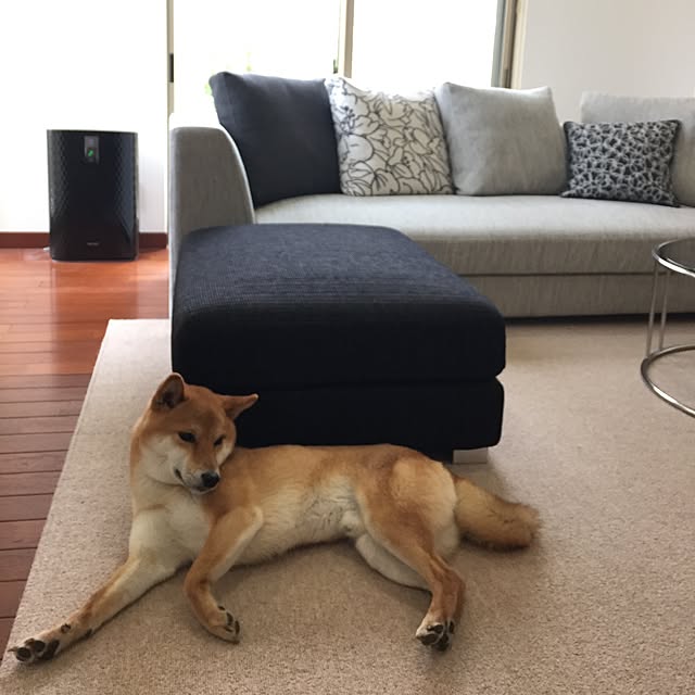 yasuさんの実例写真