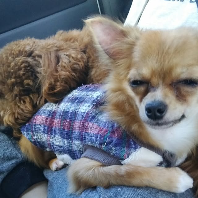 mokochikoさんの実例写真