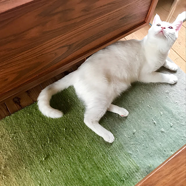 sakurasakuさんの実例写真