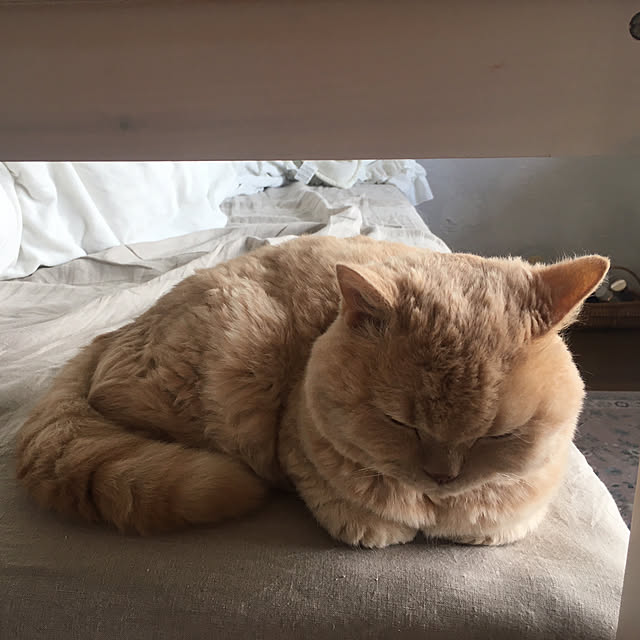 naokoさんの実例写真