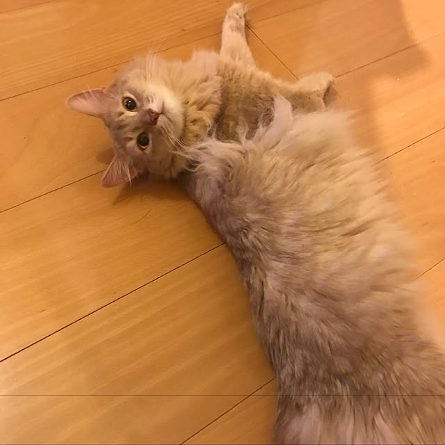mi-mi-373さんの実例写真