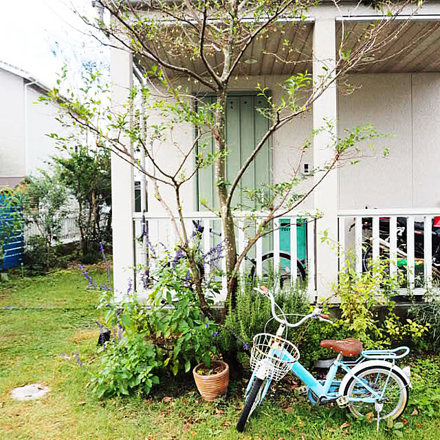 植物のある暮らし/サルビア/エゴノキ/玄関ポーチ/緑の玄関...などのインテリア実例 - 2021-10-20 10:43:14