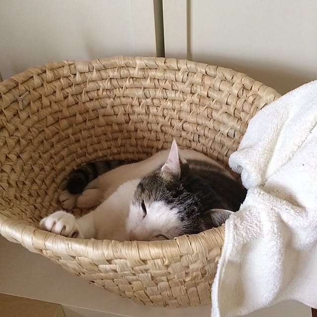kojiさんの実例写真