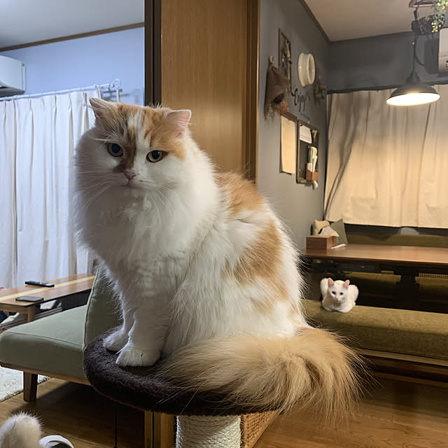 keiさんの実例写真